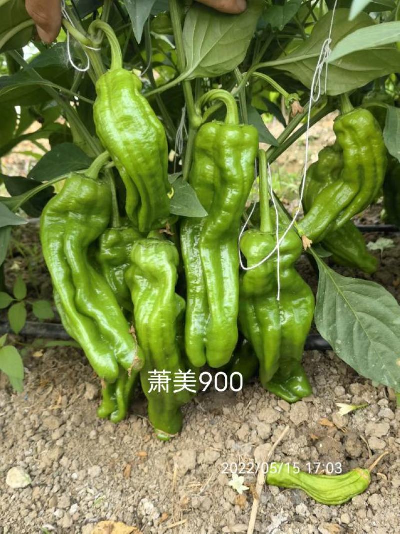 萧美900辣椒种子大果早熟青果亮绿长灯笼型泡椒种子高产