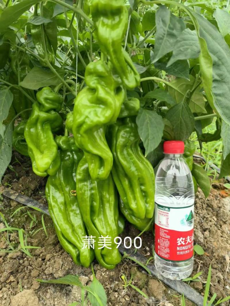 萧美900辣椒种子大果早熟青果亮绿长灯笼型泡椒种子高产