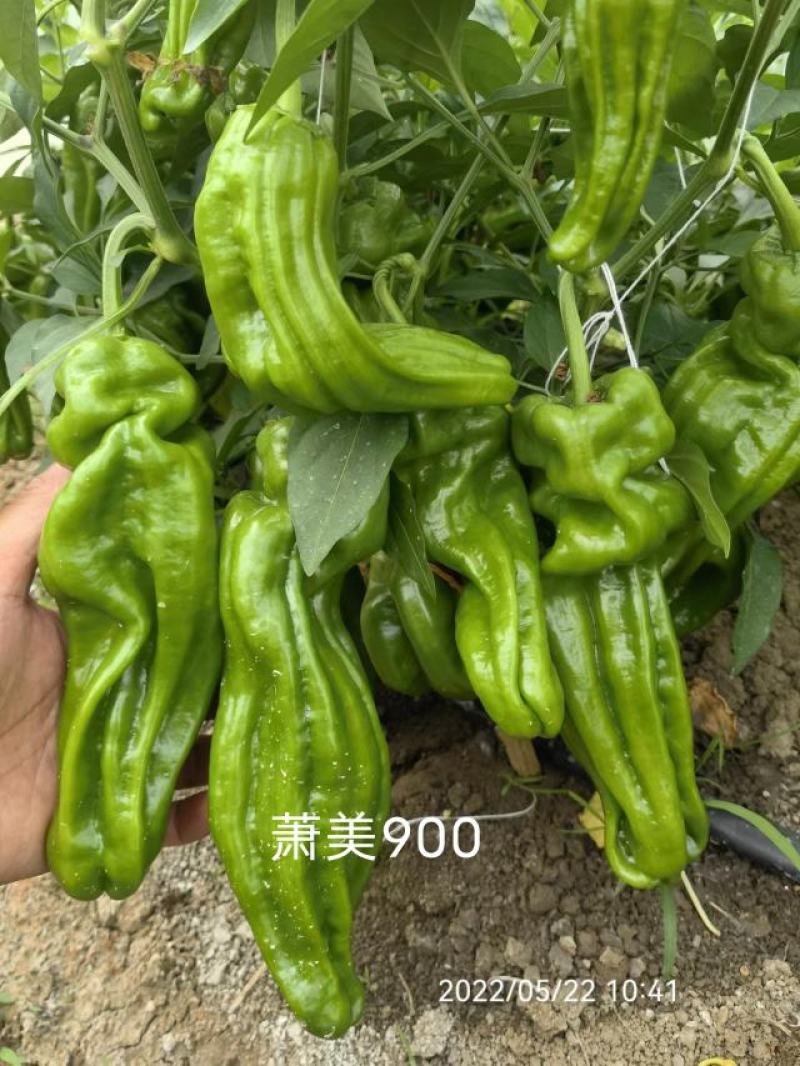 萧美900辣椒种子大果早熟青果亮绿长灯笼型泡椒种子高产
