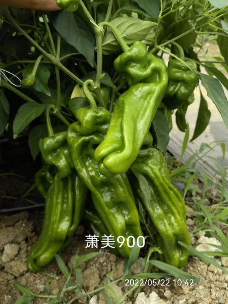 萧美900辣椒种子大果早熟青果亮绿长灯笼型泡椒种子高产