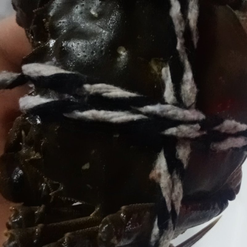 【推荐】洪湖大闸蟹鲜活大螃蟹特大母蟹超大全母现货公蟹