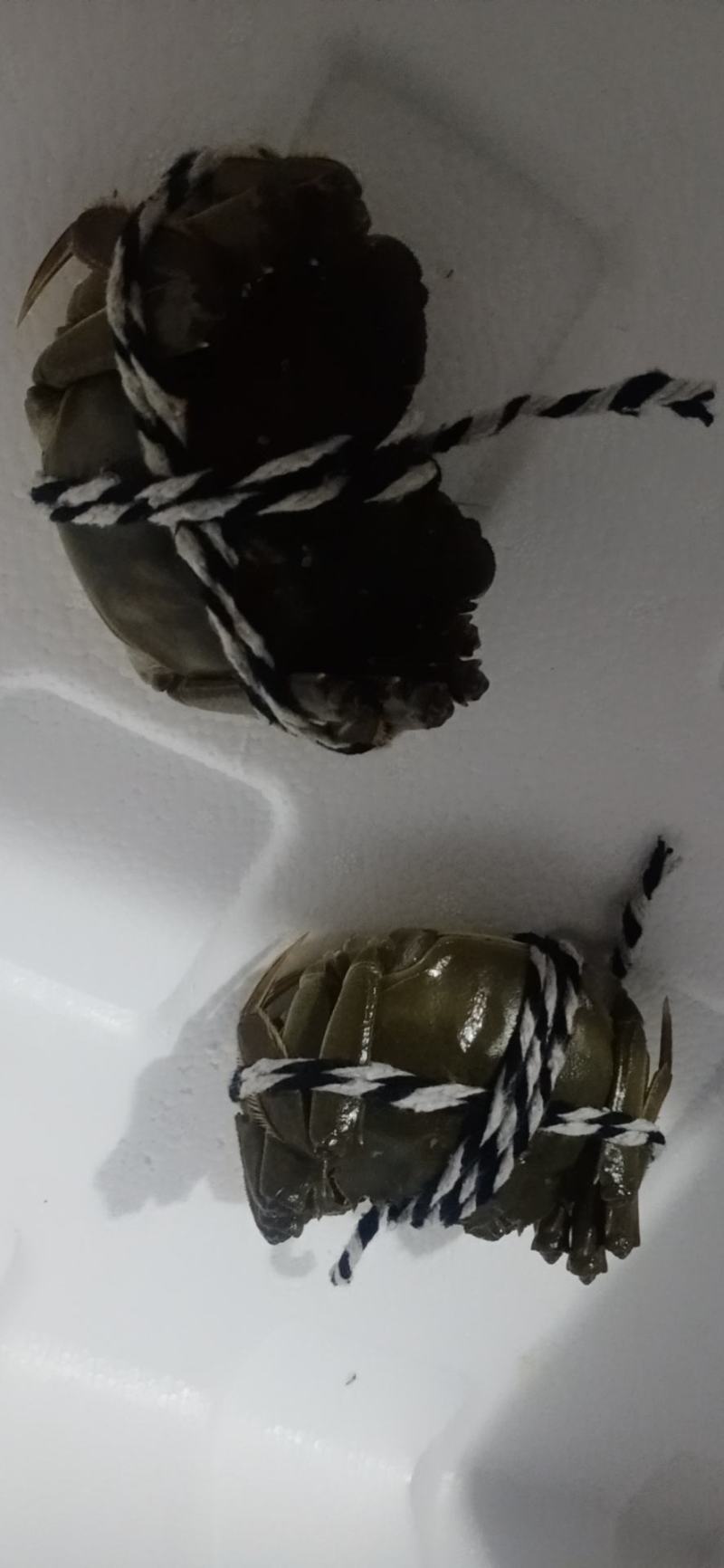 【推荐】洪湖大闸蟹鲜活大螃蟹特大母蟹超大全母现货公蟹