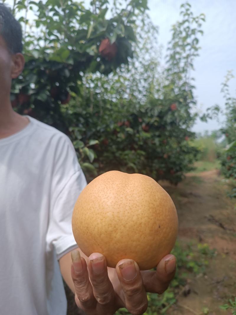 梨