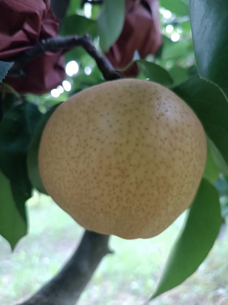 梨