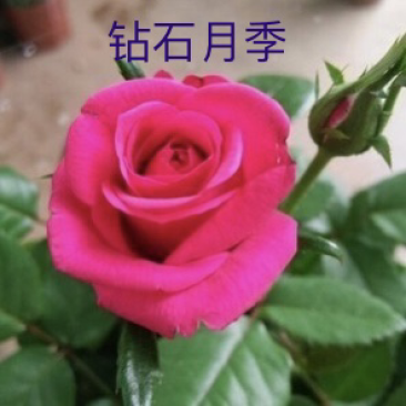 钻石月季丰花月季【小桃红】月季花苗多头月季扦插苗四季开花