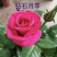 钻石月季丰花月季【小桃红】月季花苗多头月季扦插苗四季开花