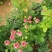 钻石月季丰花月季【小桃红】月季花苗多头月季扦插苗四季开花