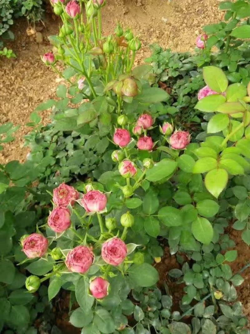 钻石月季丰花月季【小桃红】月季花苗多头月季扦插苗四季开花