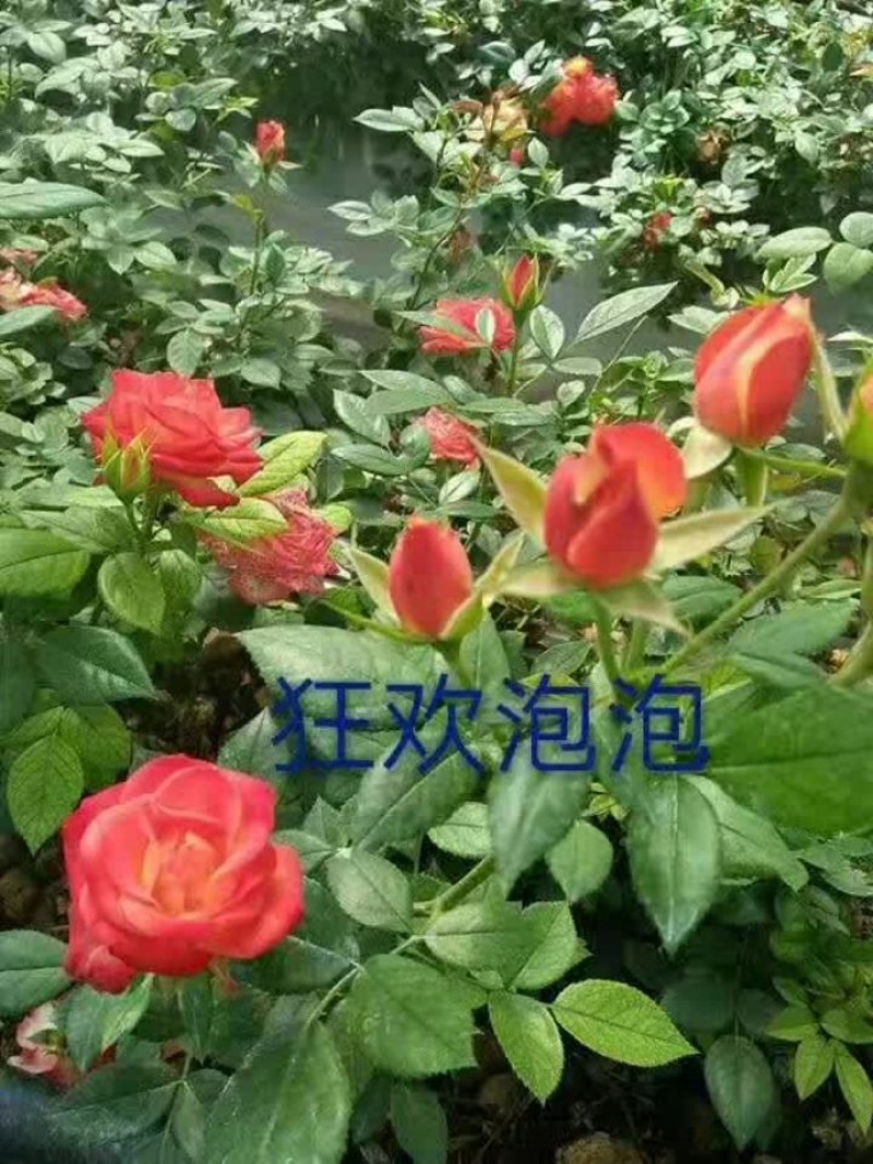 钻石月季丰花月季【小桃红】月季花苗多头月季扦插苗四季开花