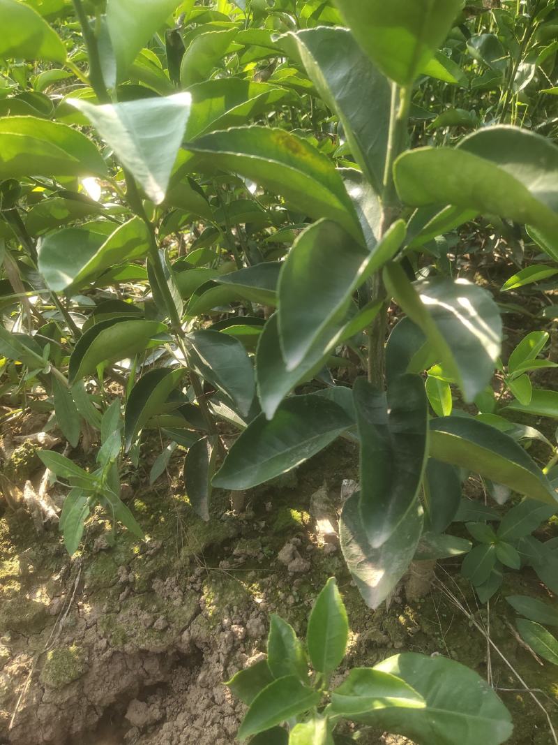 药枳壳苗，正宗枳壳苗，假一赔十