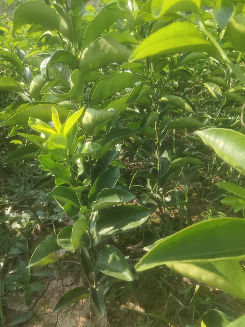 药枳壳苗，正宗枳壳苗，假一赔十