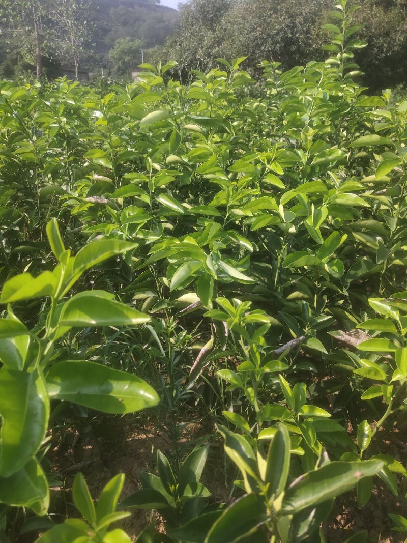 药枳壳苗，正宗枳壳苗，假一赔十