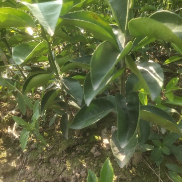 药枳壳苗，正宗枳壳苗，假一赔十