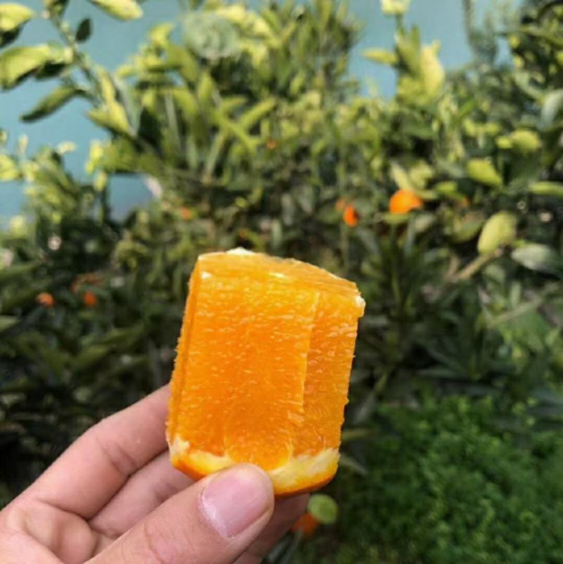 湖北宜昌纽荷尔脐橙产地直发一手货源批发品质保证价格美丽
