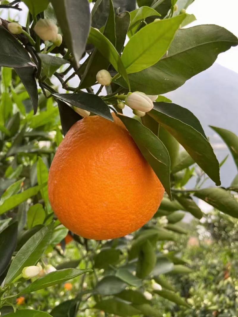 湖北宜昌纽荷尔脐橙产地直发一手货源批发品质保证价格美丽
