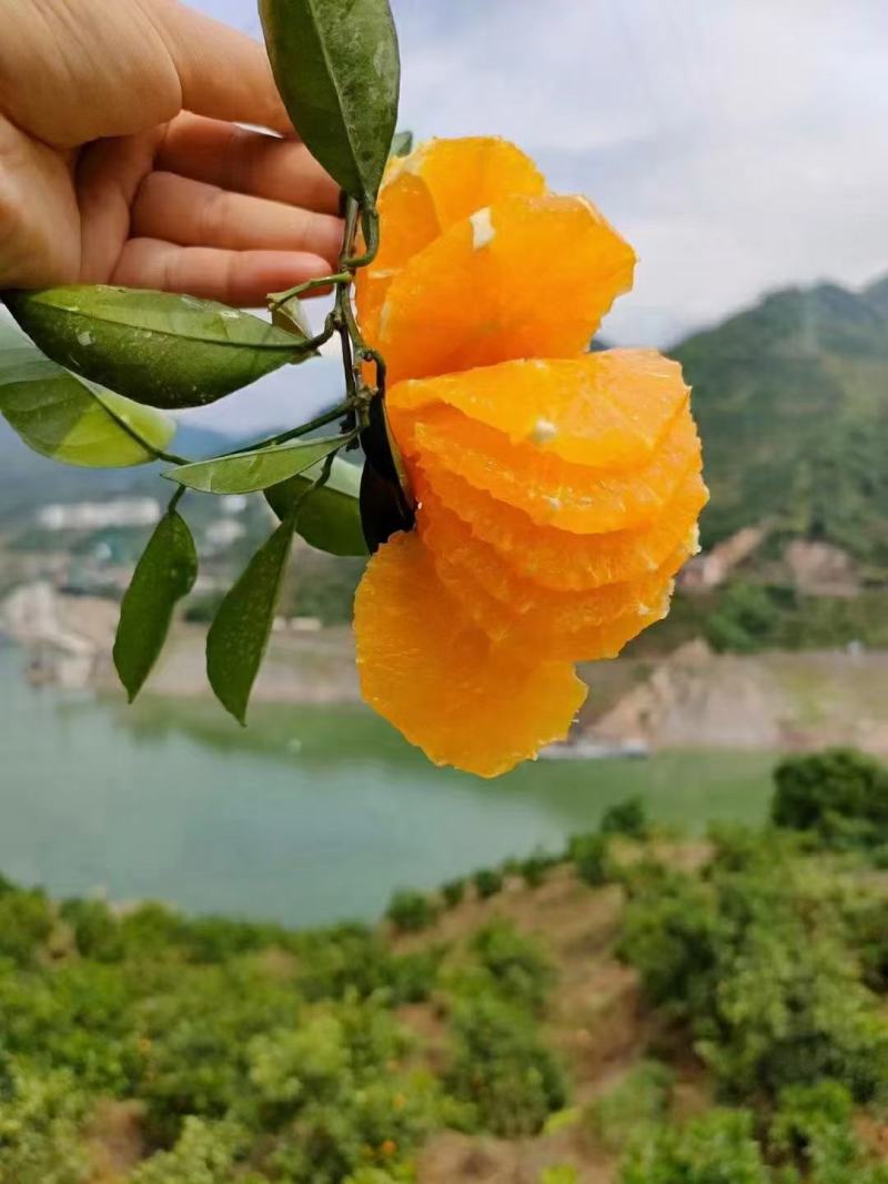 湖北宜昌纽荷尔脐橙产地直发一手货源批发品质保证价格美丽