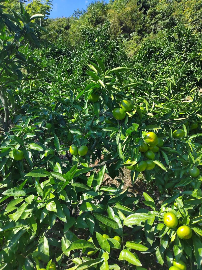 浙江蜜橘高山特早蜜桔，皮薄细纹，味甜微渣。大量供货