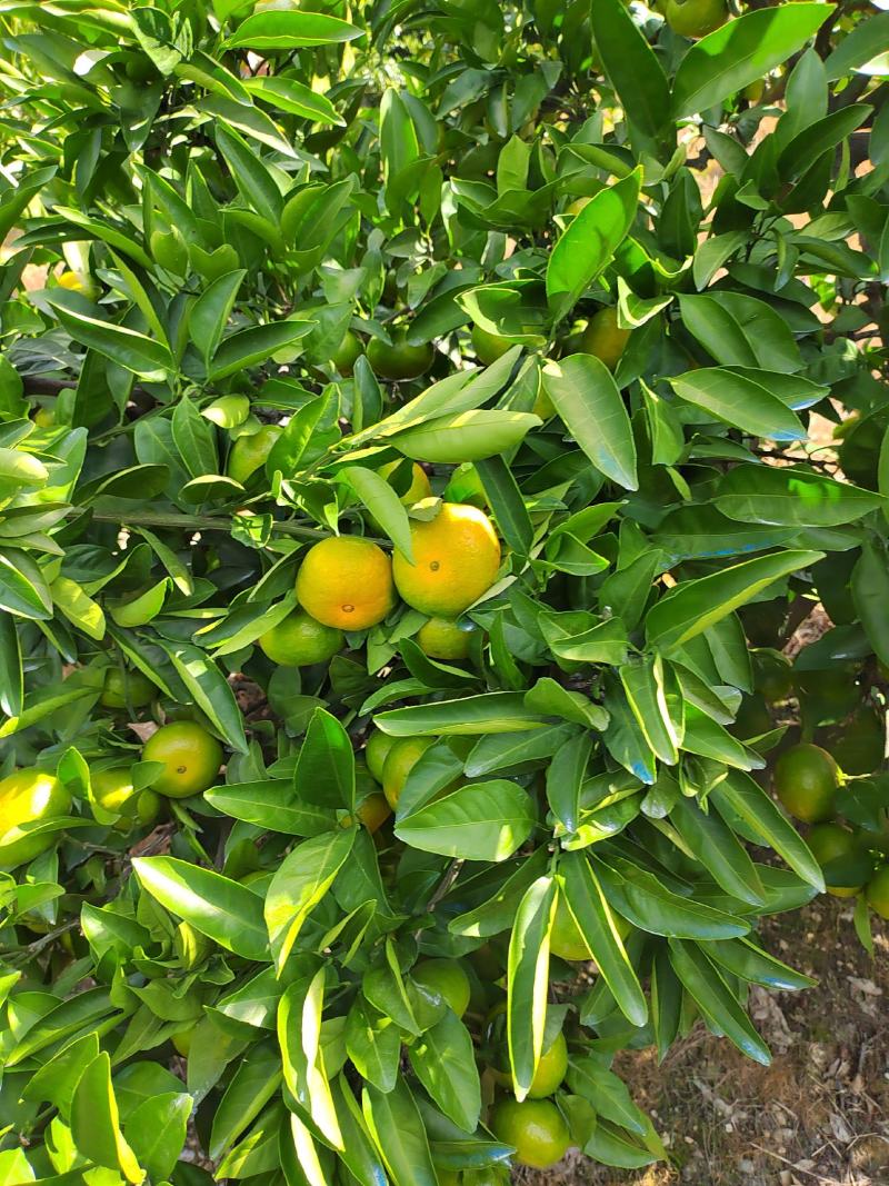 浙江蜜橘高山特早蜜桔，皮薄细纹，味甜微渣。大量供货