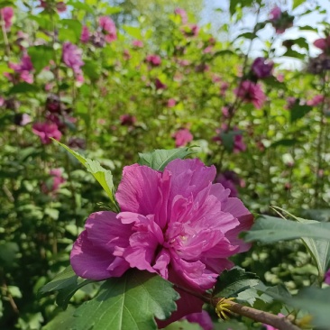 红花木槿