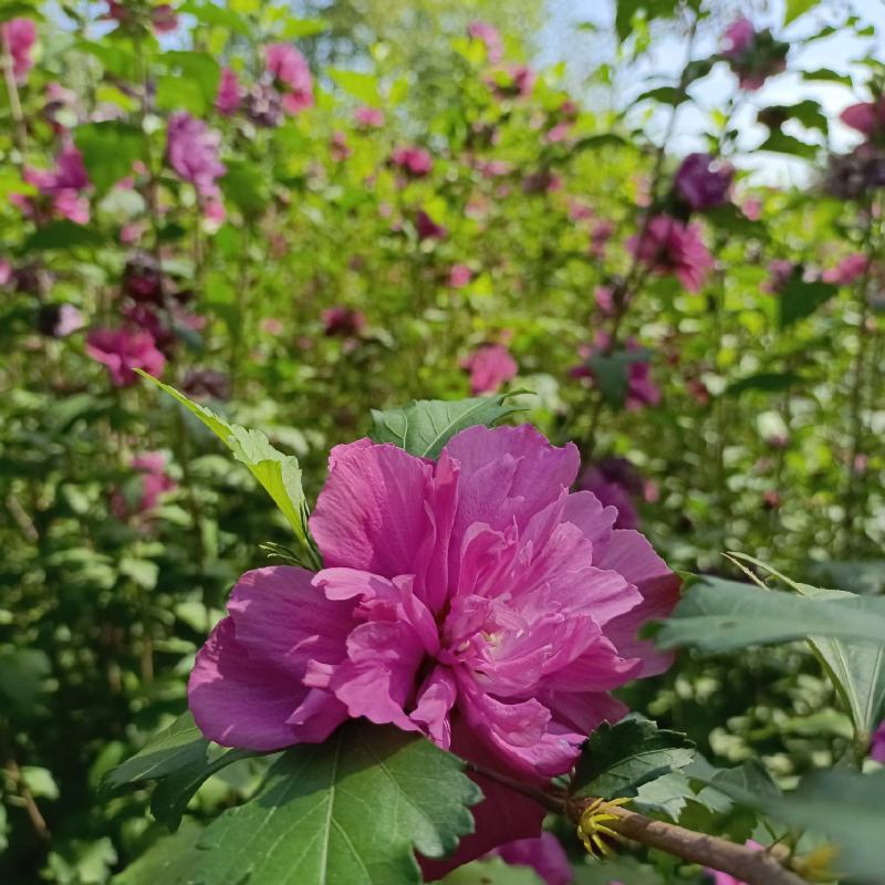 红花木槿