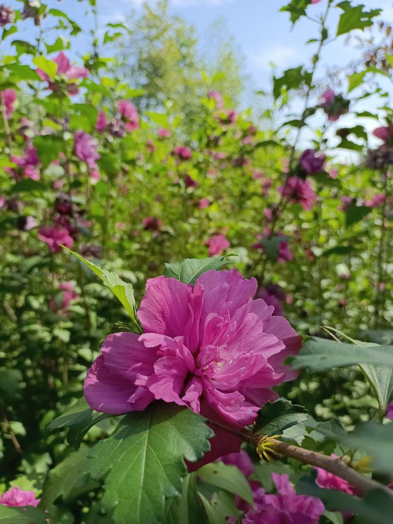 红花木槿