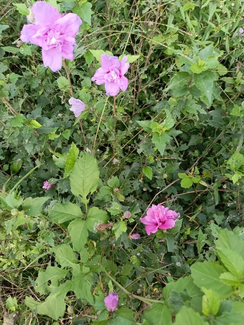 红花木槿
