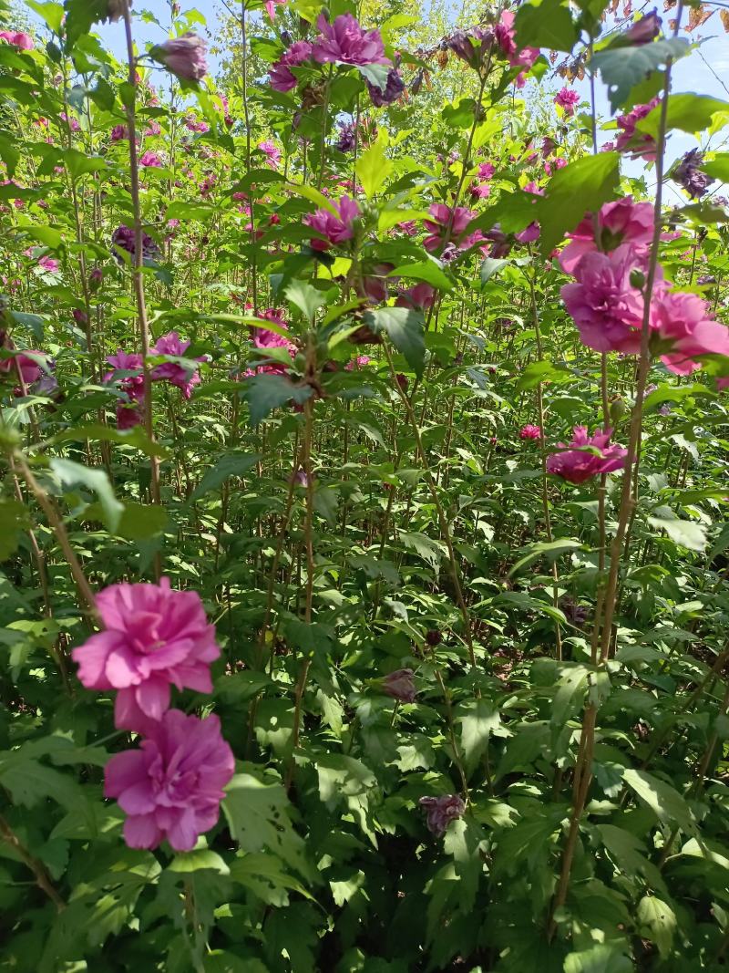 红花木槿