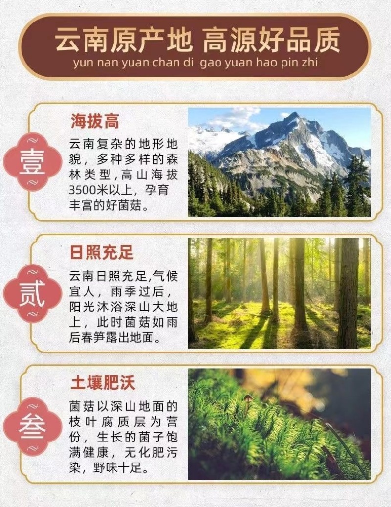 金耳，云南无污染种植金耳，电商，代理可一件代发