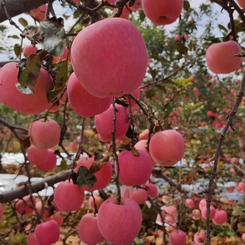陕西膜袋红富士，纸加膜纸袋苹果糖心苹果大量上市