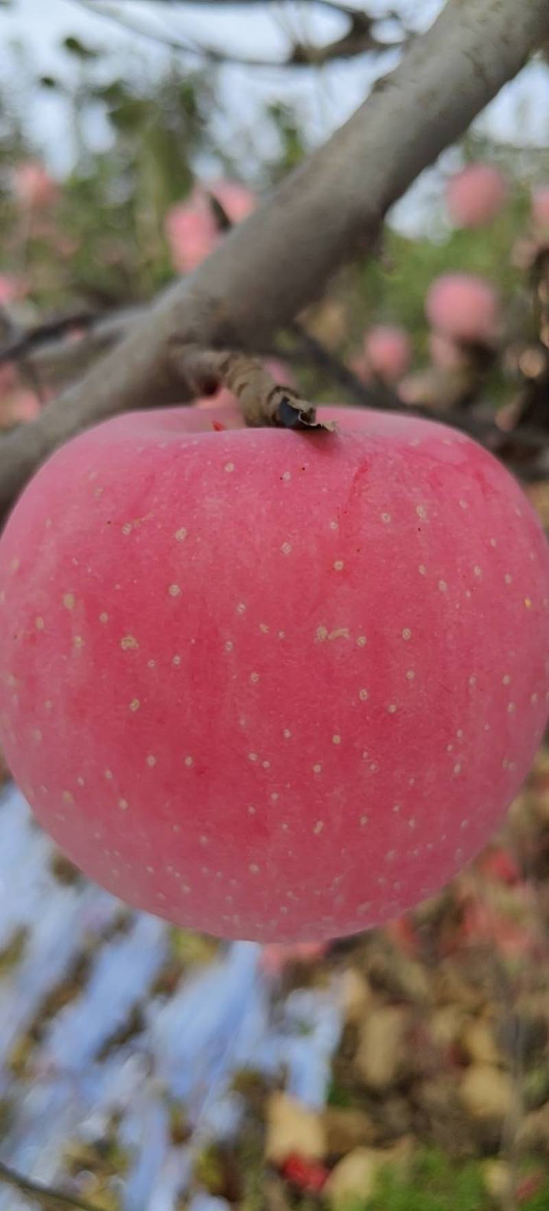 陕西膜袋红富士，纸加膜纸袋苹果糖心苹果大量上市