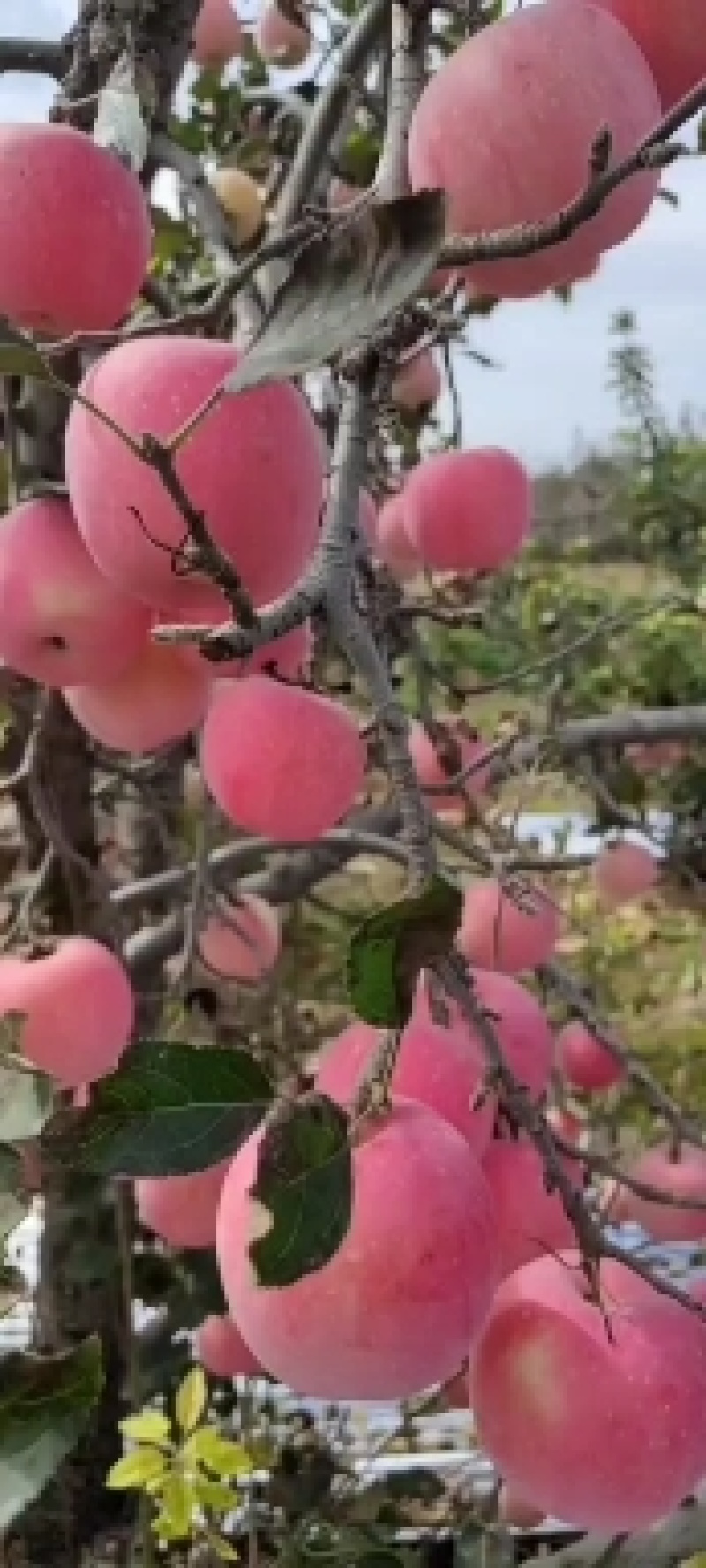 陕西膜袋红富士，纸加膜纸袋苹果糖心苹果大量上市