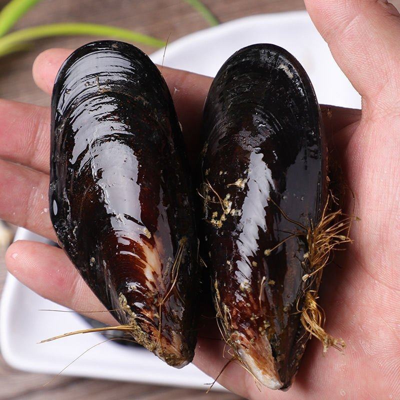 大个青口贝