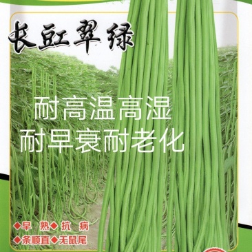 长豆翠绿豆角种子抗病性强小厚叶早熟采收期长无鼠尾