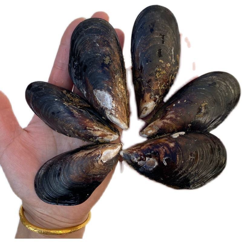 大个青口贝