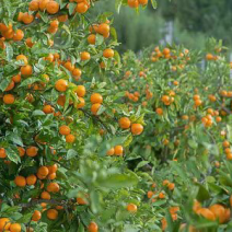 爱媛38果冻橙闪亮登场🍊