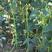 长豆翠绿豆角种子抗病性强小厚叶早熟采收期长无鼠尾