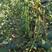 长豆翠绿豆角种子抗病性强小厚叶早熟采收期长无鼠尾