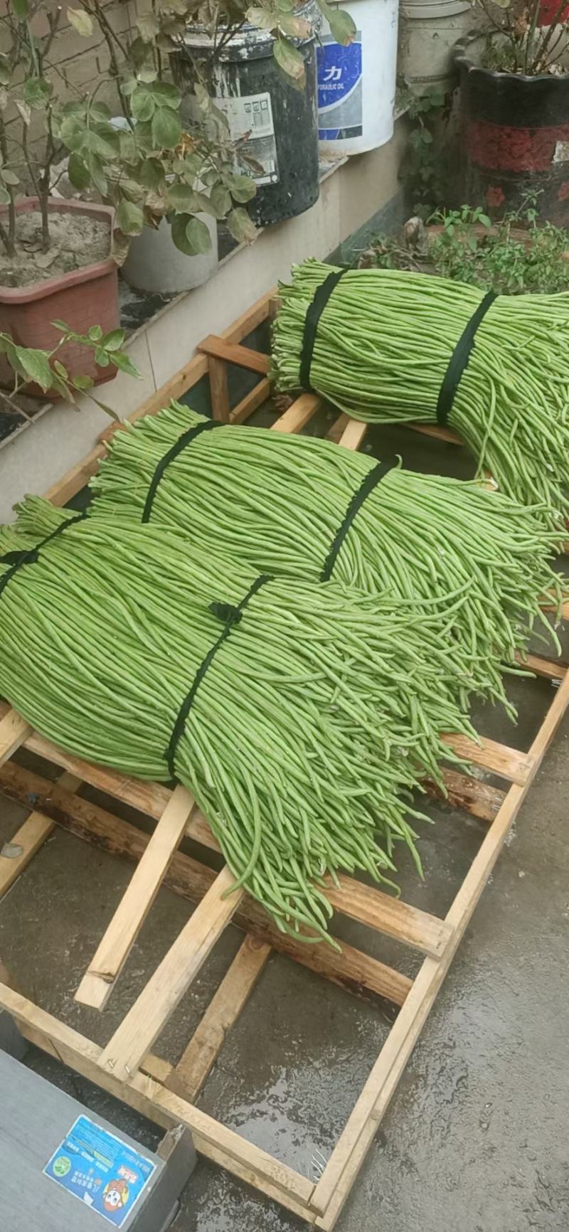 长豆翠绿豆角种子抗病性强小厚叶早熟采收期长无鼠尾