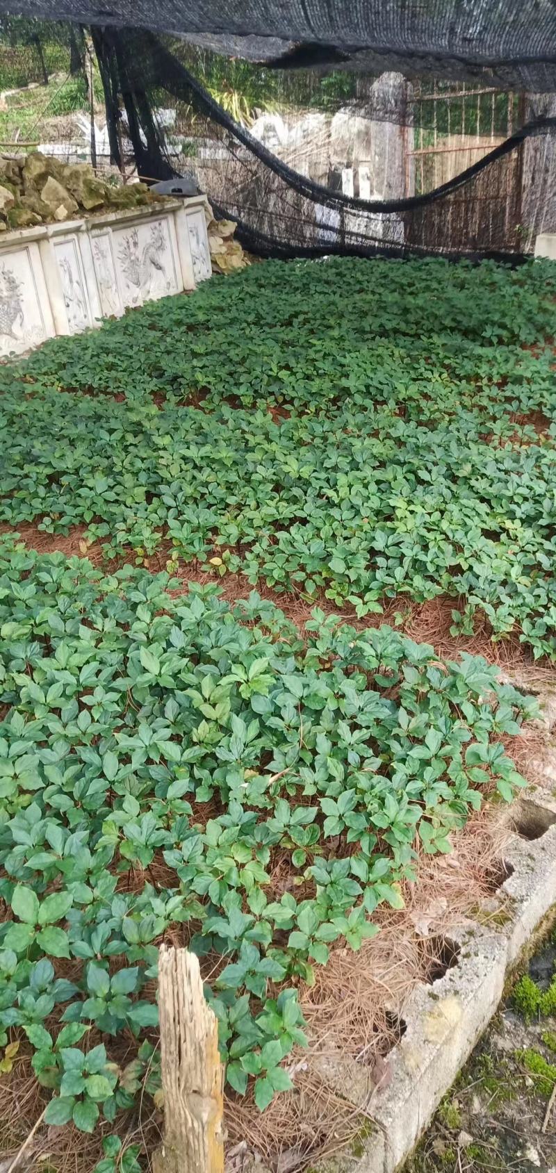 滇重楼高杆三年苗价格美丽，便宜卖了，要的下单！