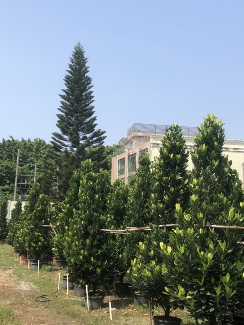 绿化苗木福木