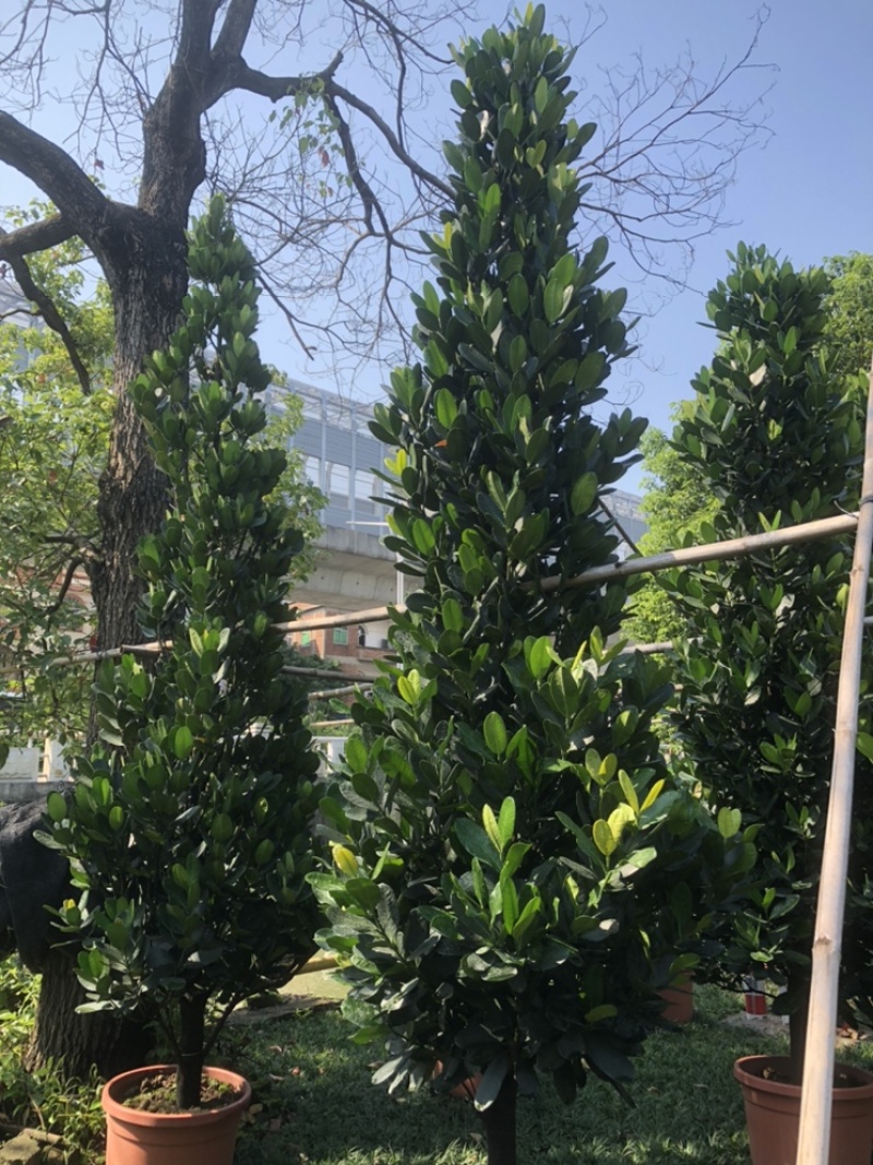 绿化苗木福木