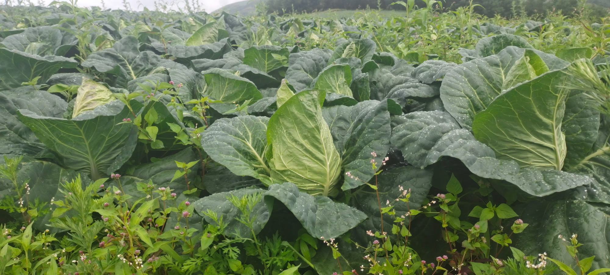 牛心甘蓝种植在菜园中的场景图