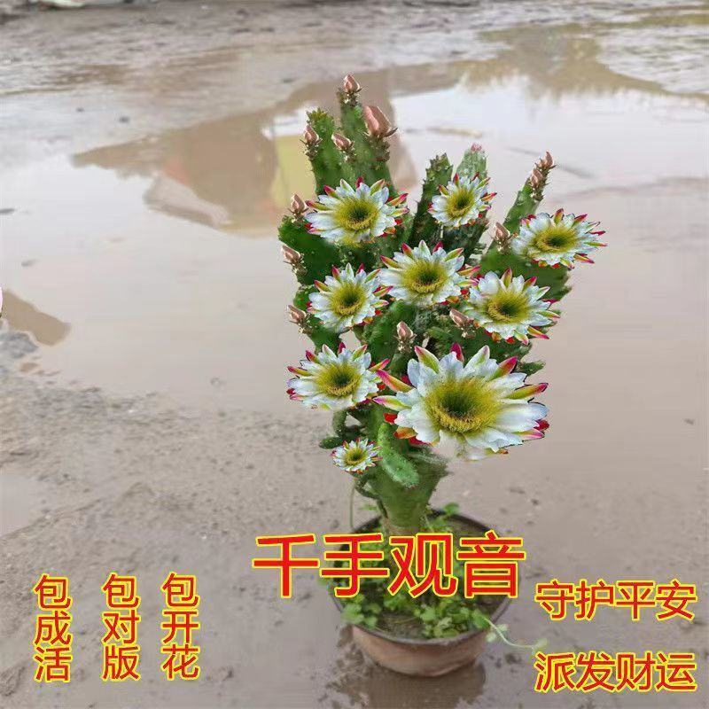 千手观音姬珊瑚，多肉植物防辐射除甲醛