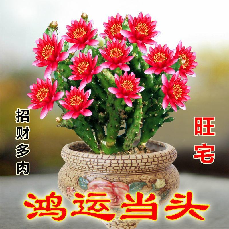 千手观音姬珊瑚，多肉植物防辐射除甲醛