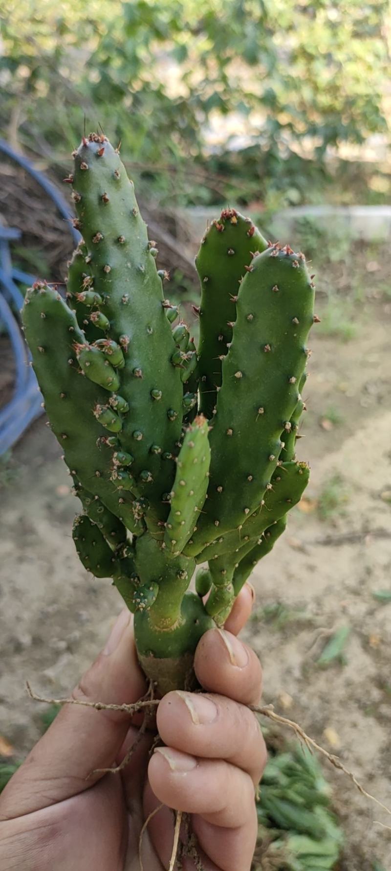 千手观音姬珊瑚，多肉植物防辐射除甲醛