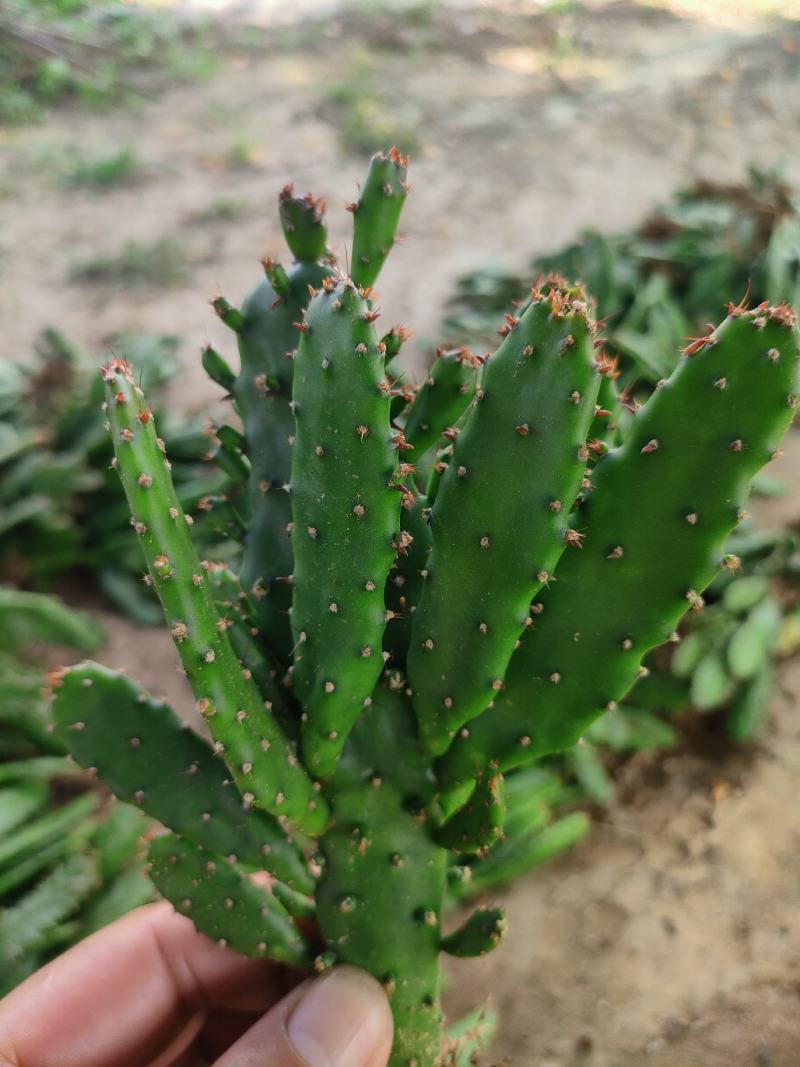 千手观音姬珊瑚，多肉植物防辐射除甲醛