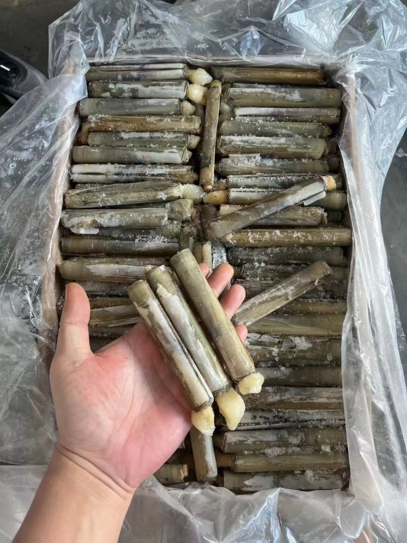 冷冻竹蛏子单冻竹节圣子20斤/箱冷冻圣子竹圣子