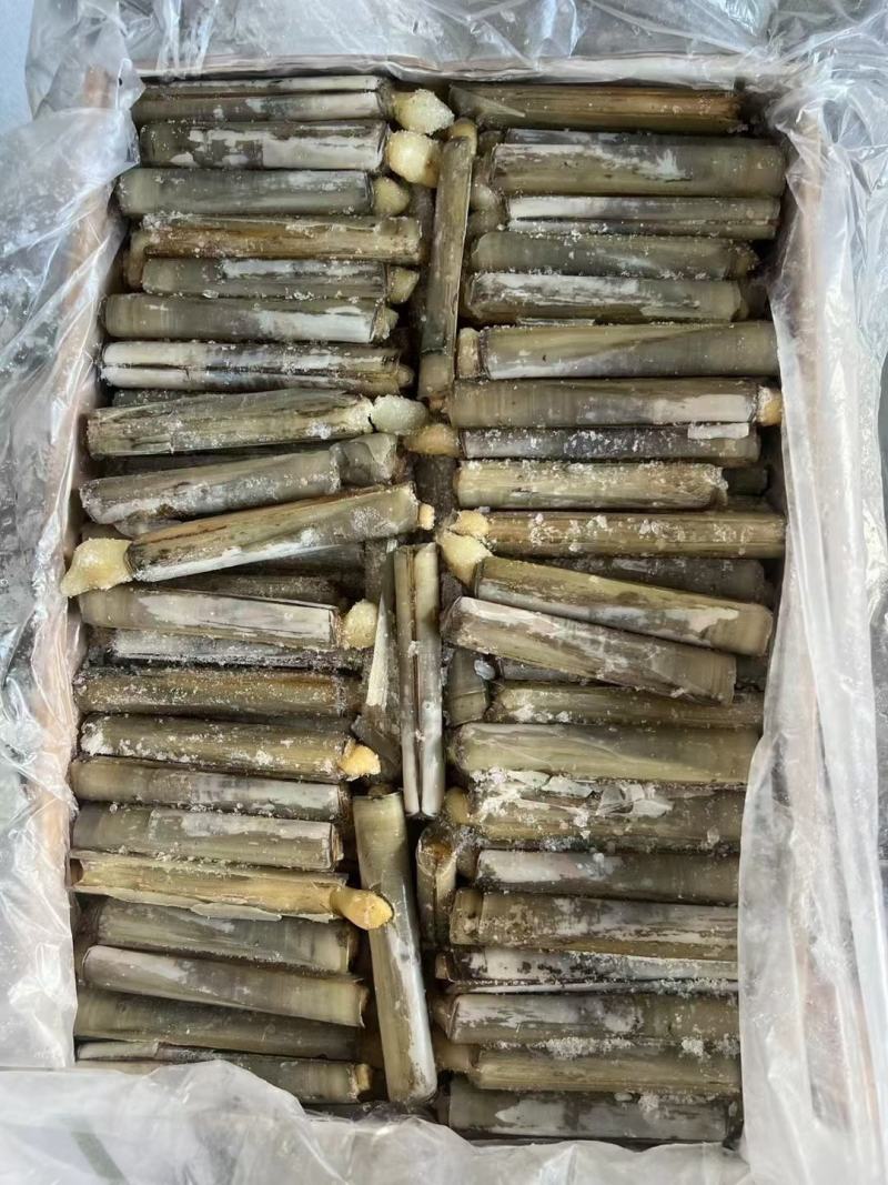 冷冻竹蛏子单冻竹节圣子20斤/箱冷冻圣子竹圣子