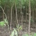 元宝枫苗自家苗地量大交通方便上货快