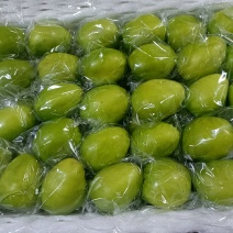 大青枣